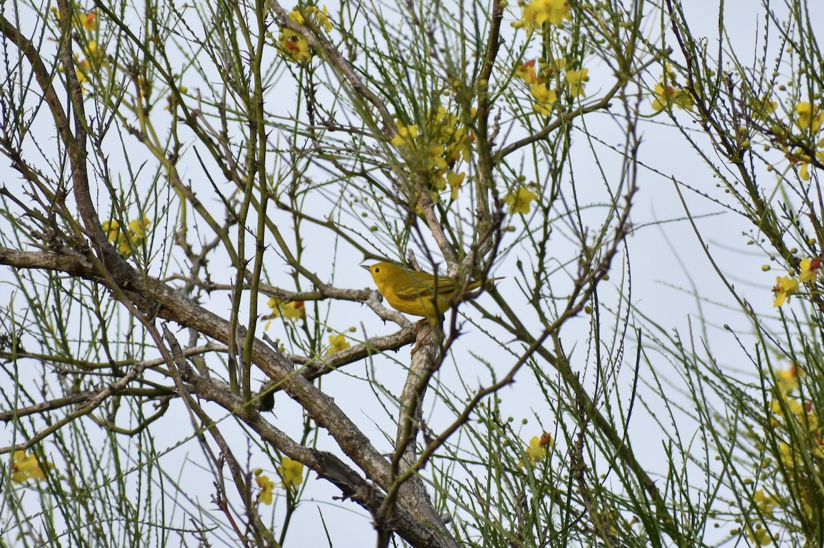 Yellow Warbler - ML621176898