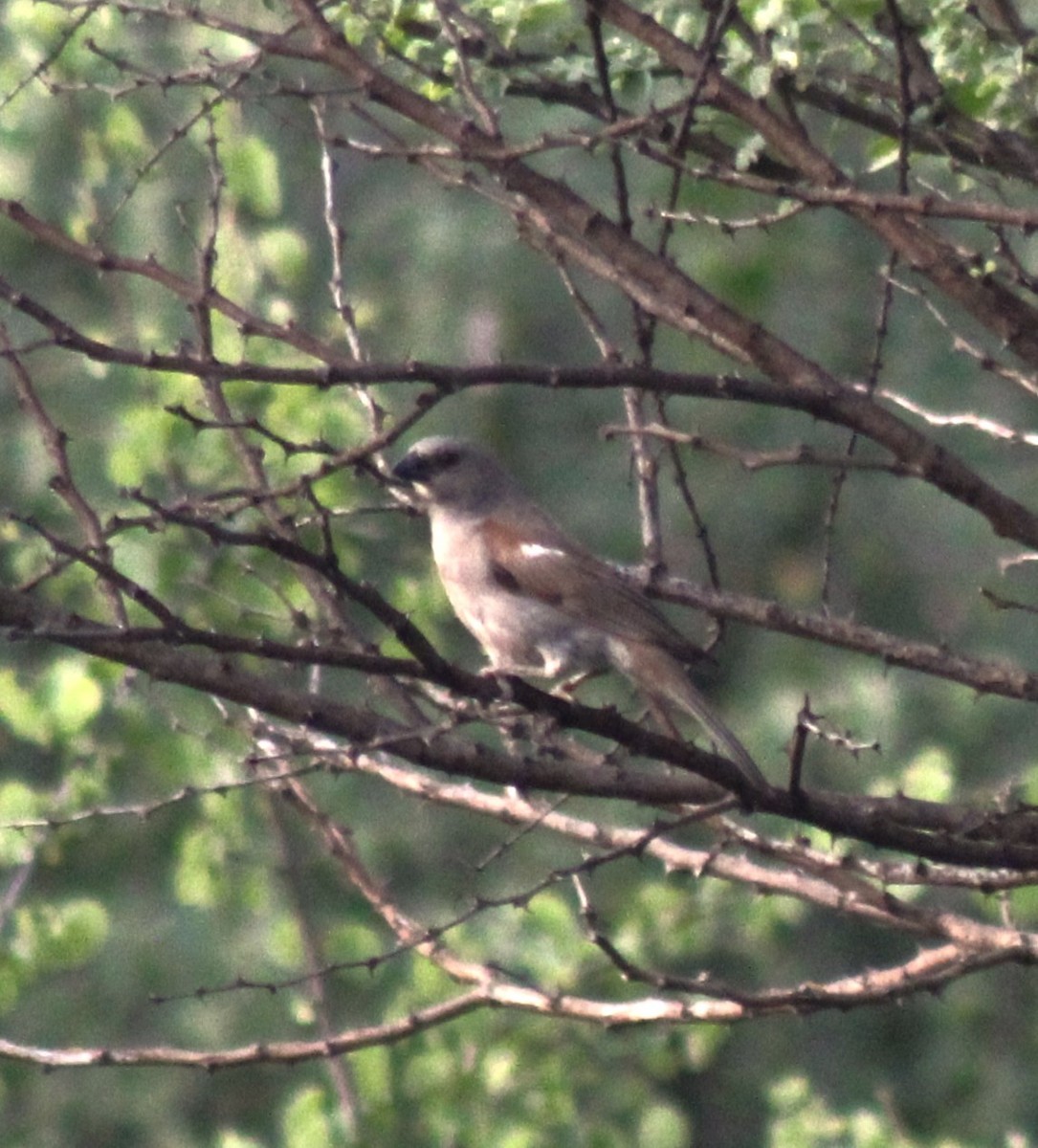 Northern Gray-headed Sparrow - ML621176902