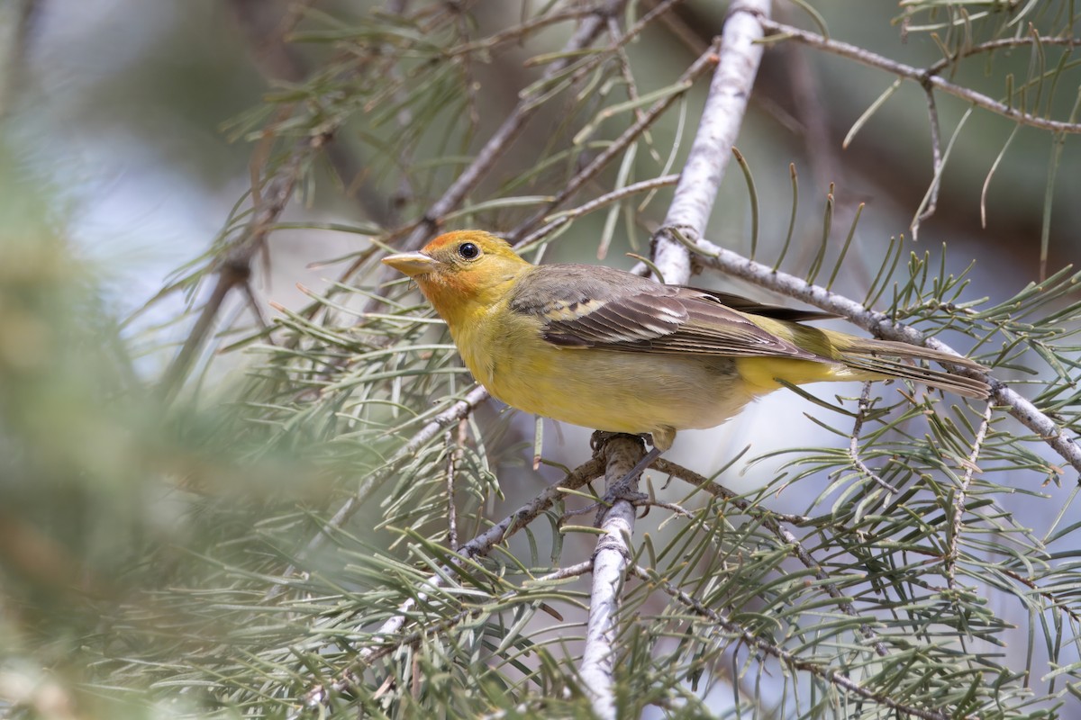 Western Tanager - ML621176908