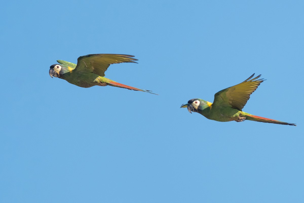 Yellow-collared Macaw - ML621176913