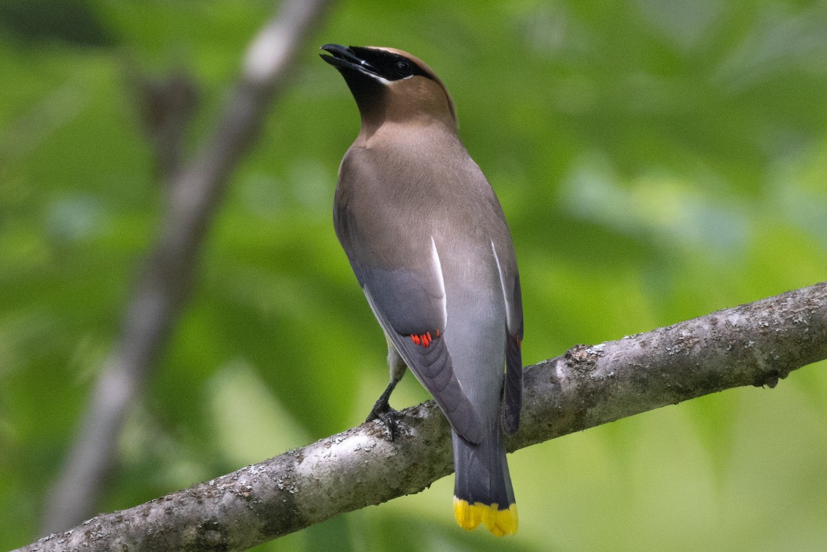 Cedar Waxwing - ML621176937