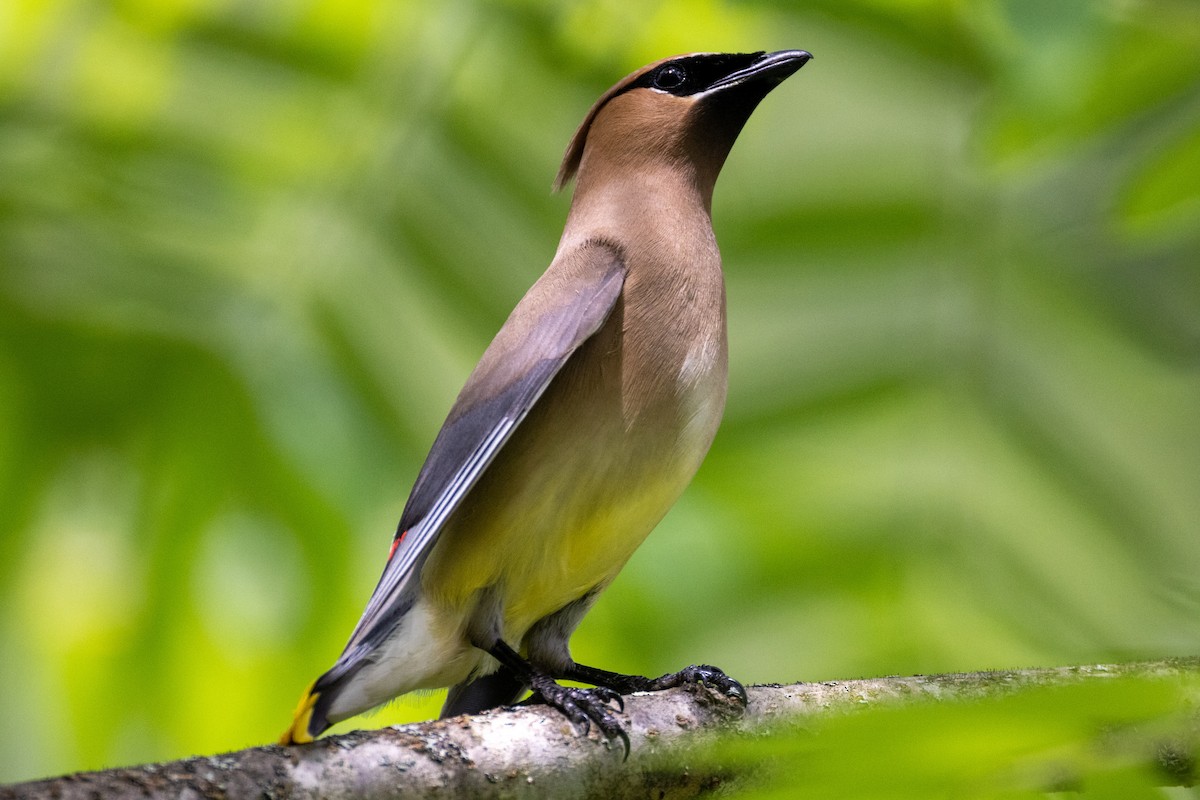 Cedar Waxwing - ML621176938