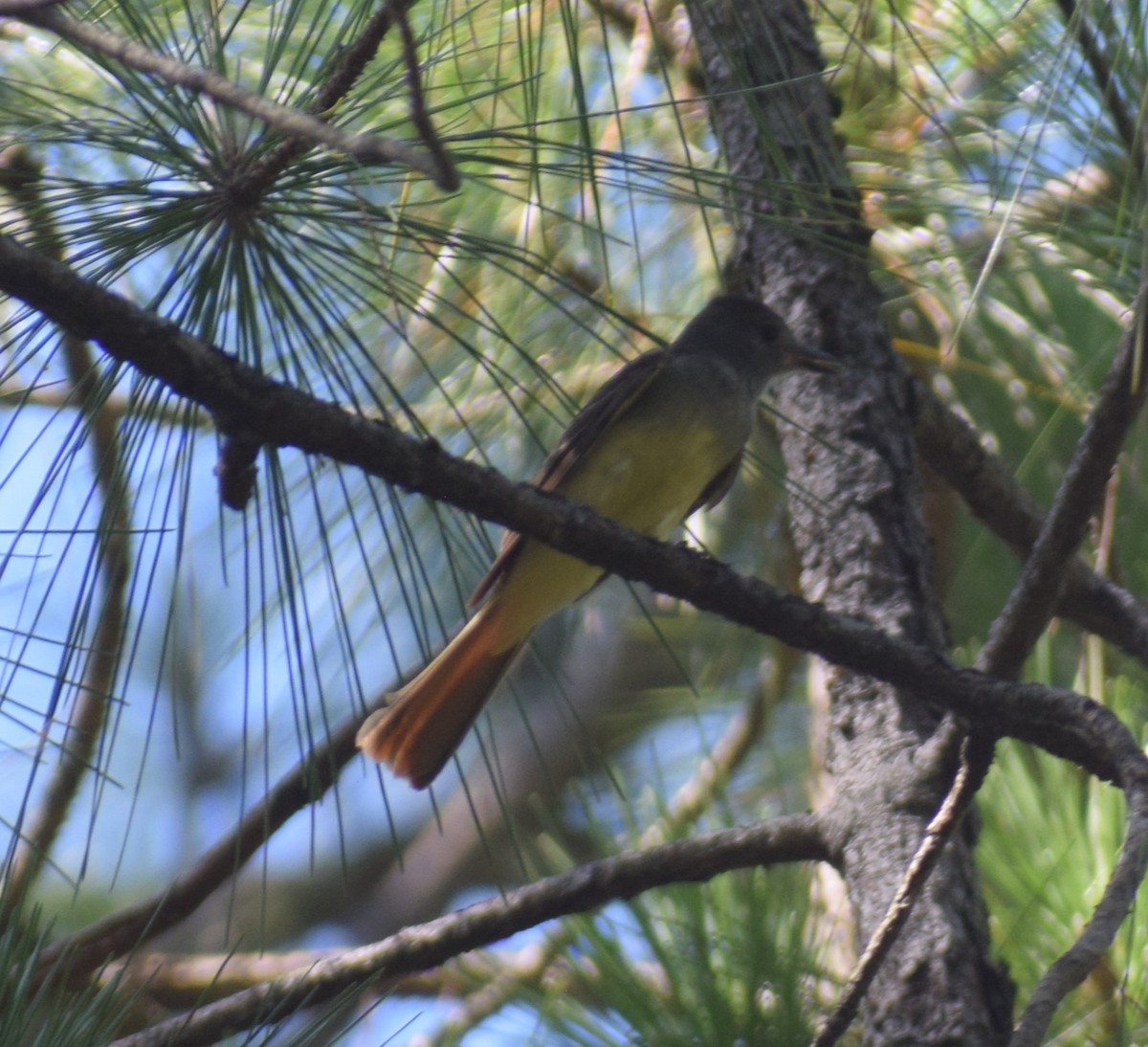 Great Crested Flycatcher - ML621176940
