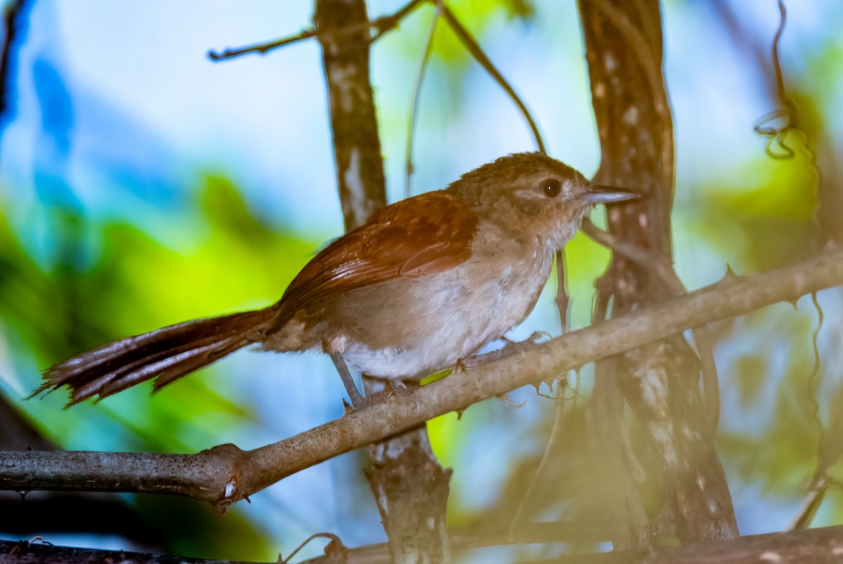 Araguaia Spinetail - ML621176941