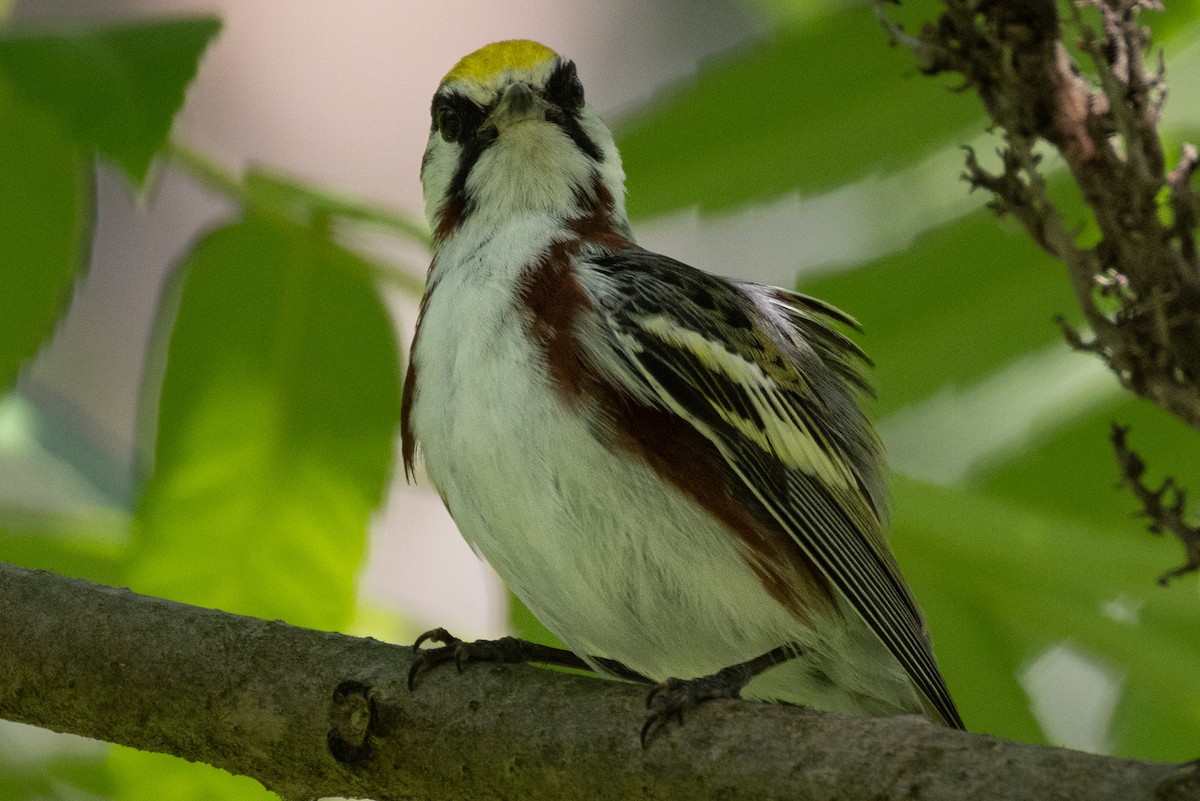 Chestnut-sided Warbler - ML621176960