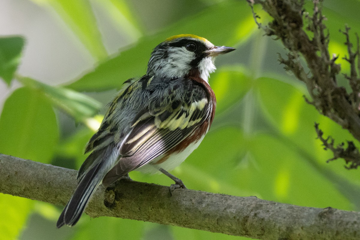 Chestnut-sided Warbler - ML621176961