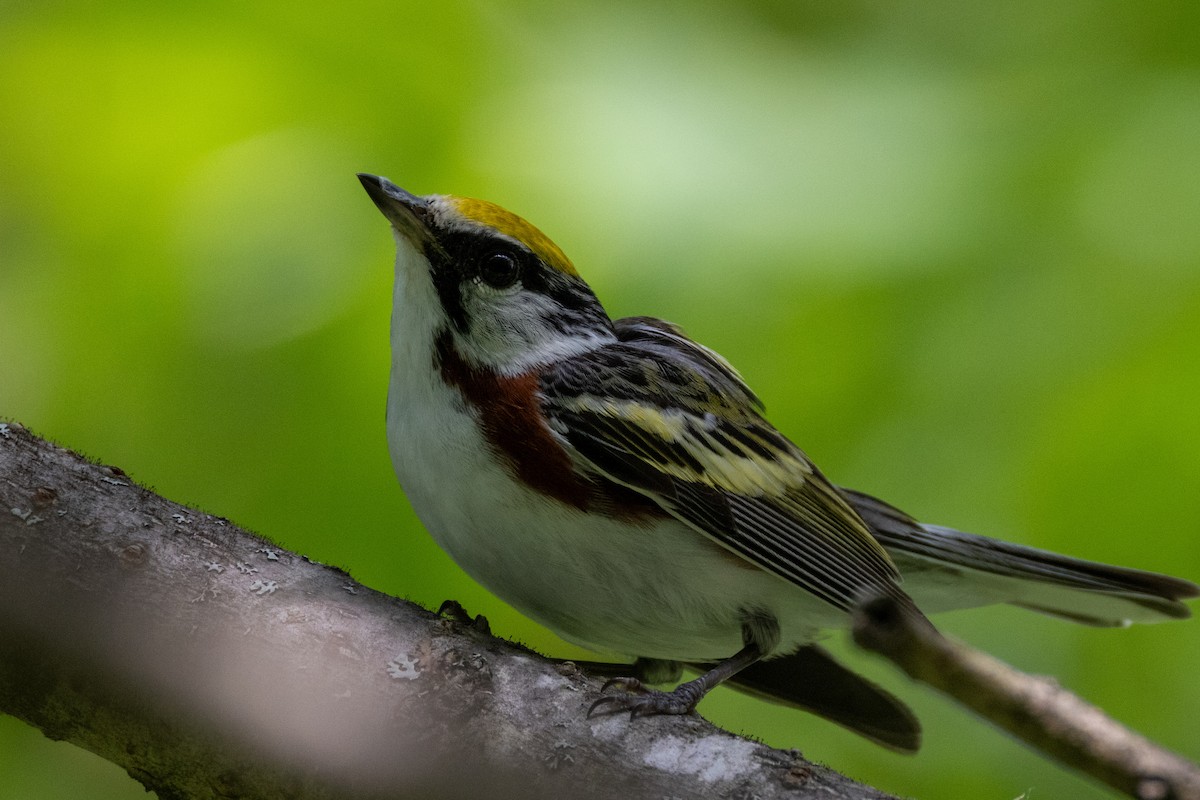 Chestnut-sided Warbler - ML621176962