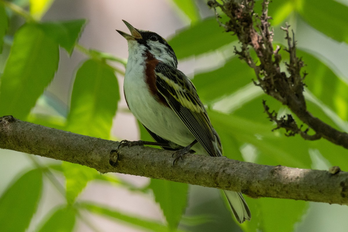 Chestnut-sided Warbler - ML621176963