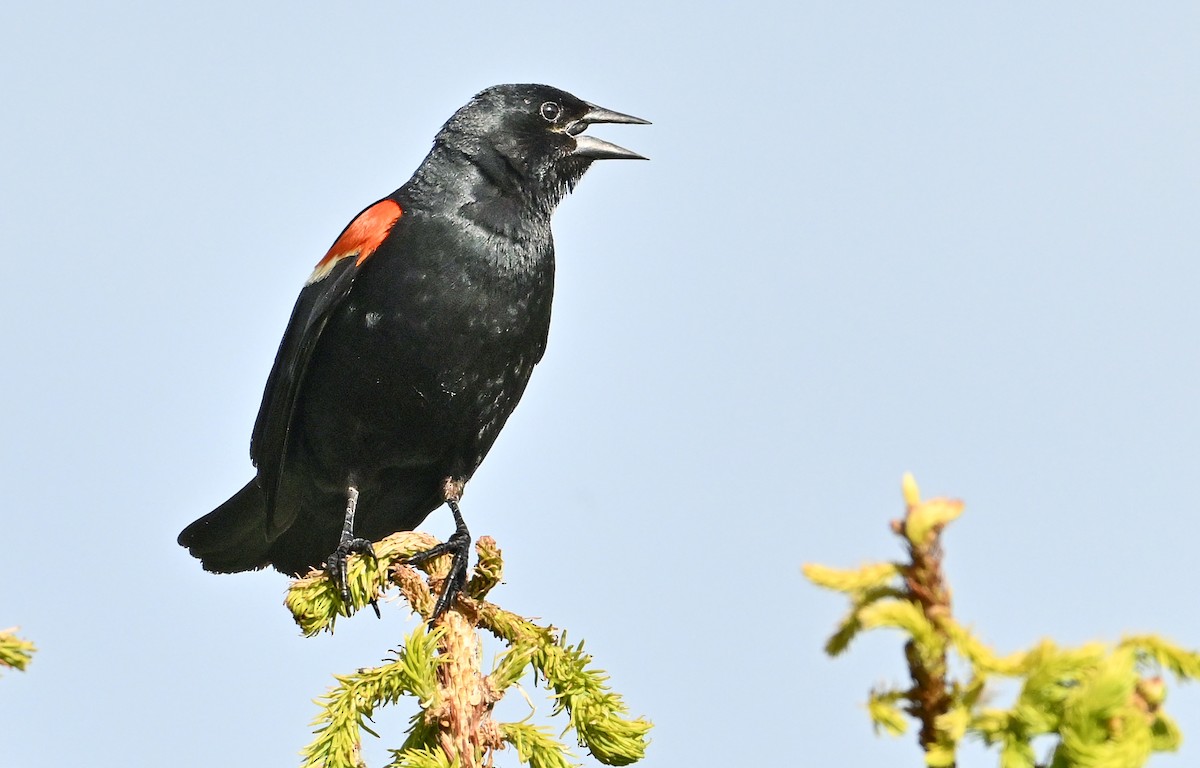 Red-winged Blackbird - ML621177011