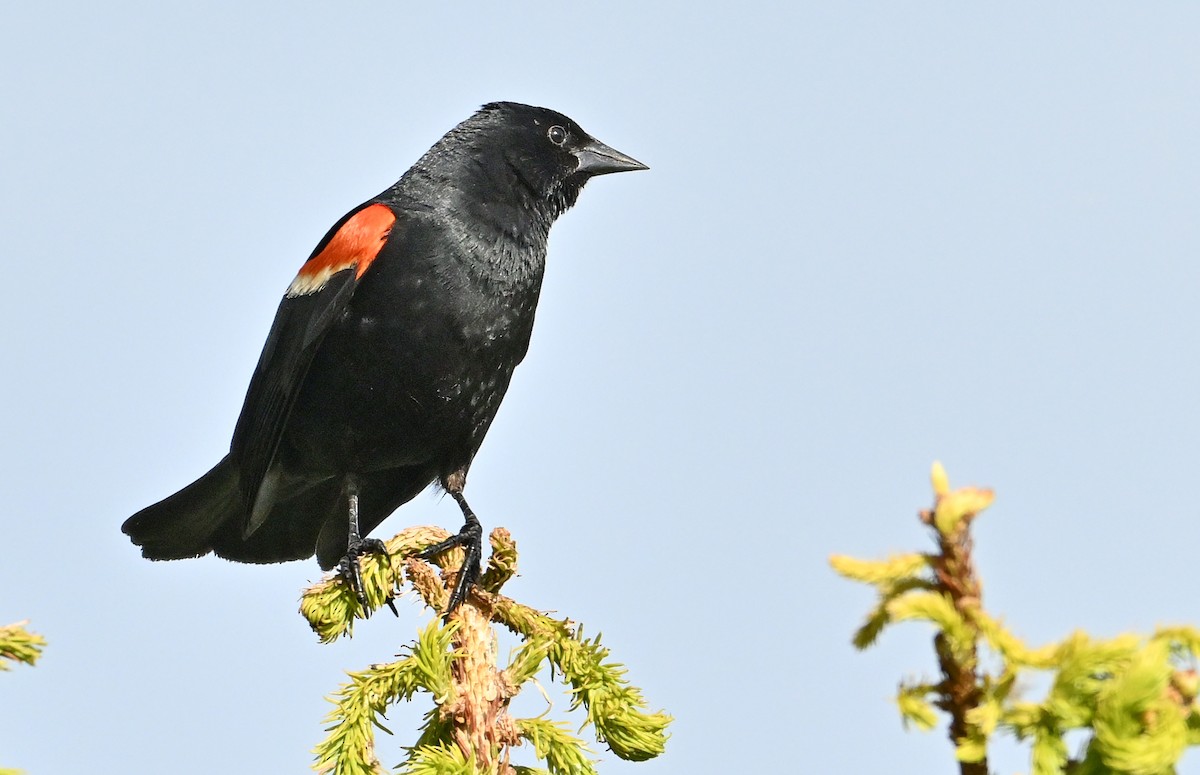 Red-winged Blackbird - ML621177014