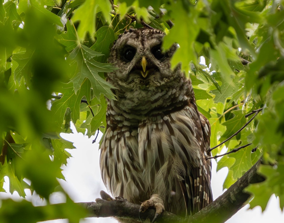 Barred Owl - ML621177096