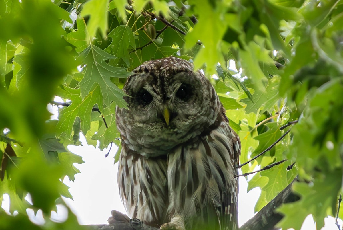 Barred Owl - ML621177098