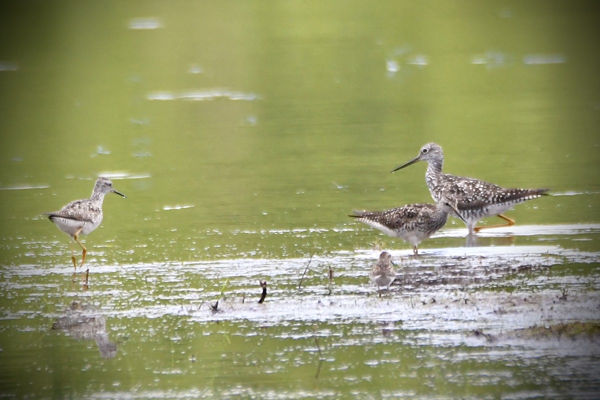 Greater Yellowlegs - Robert Coron