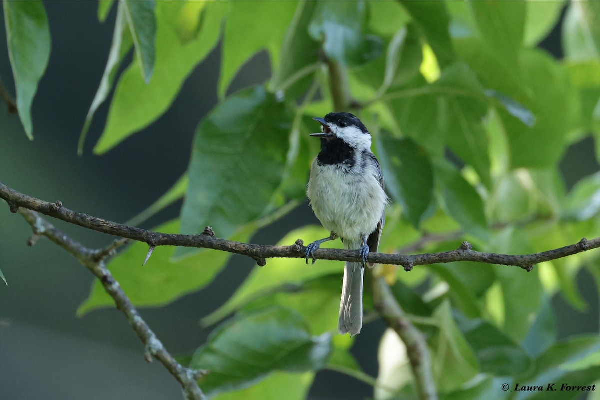 Mésange de Caroline - ML621177152