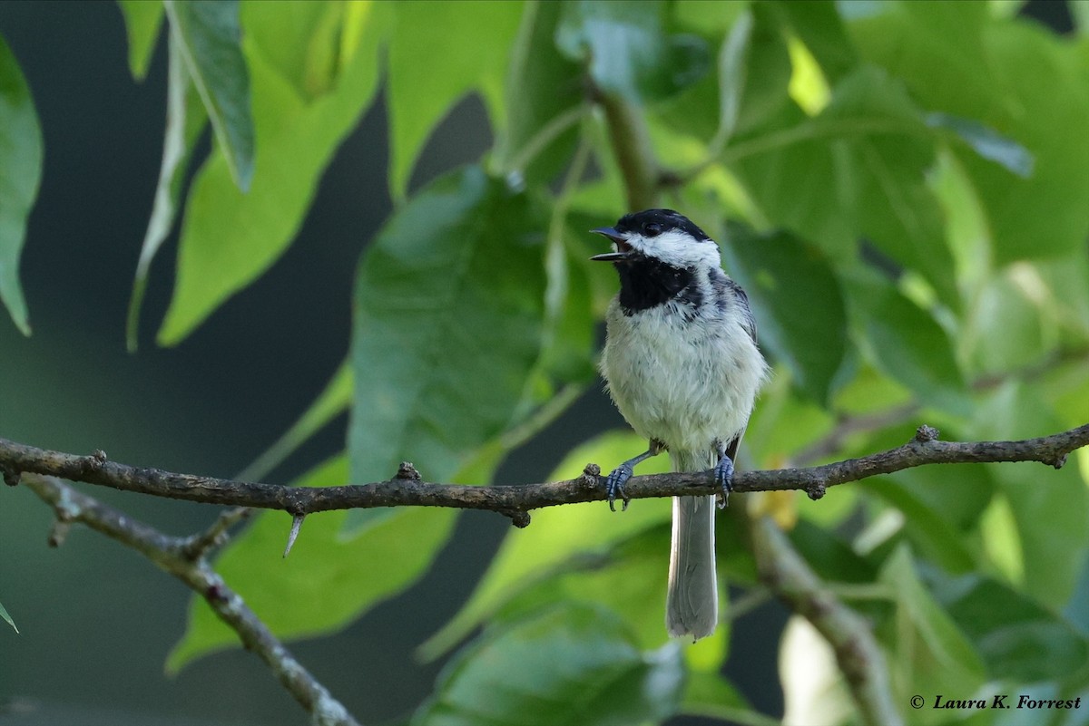 Mésange de Caroline - ML621177153