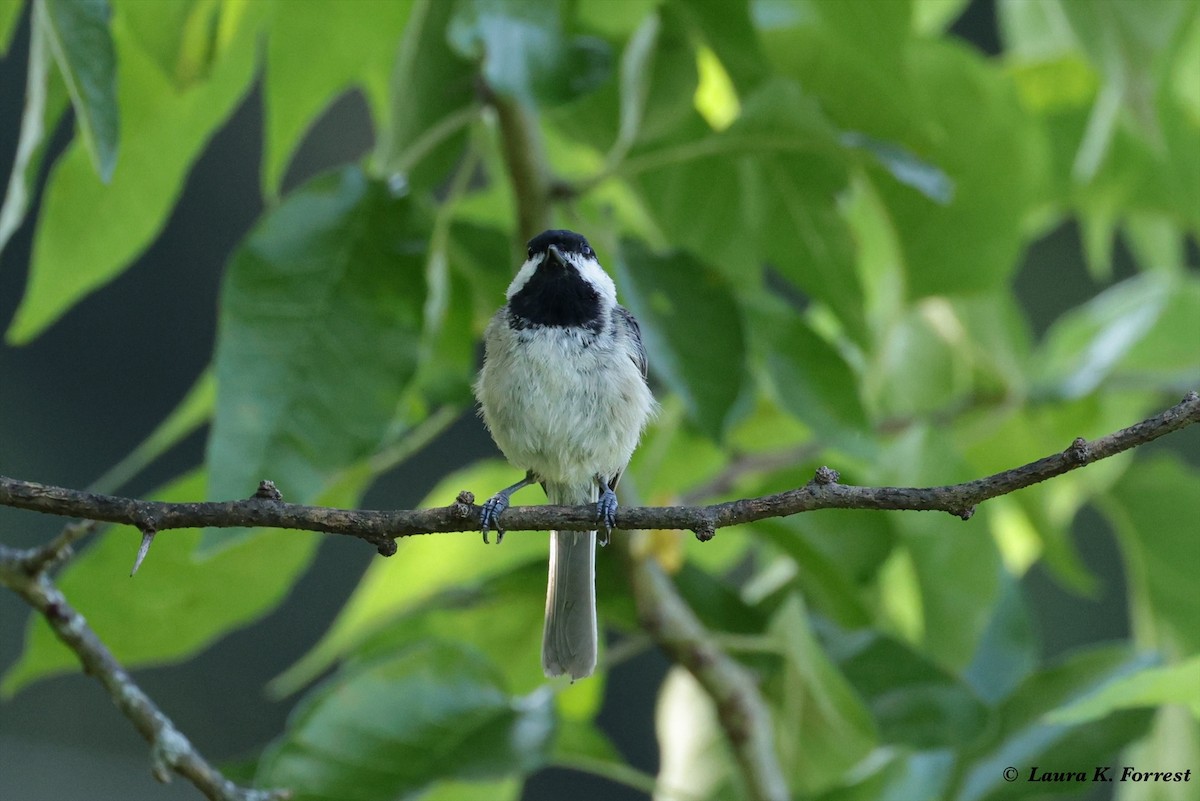 Carolina Chickadee - Laura Forrest