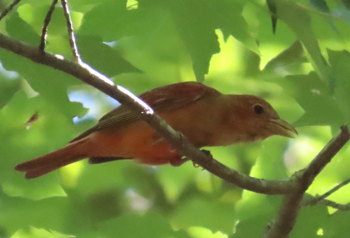 Summer Tanager - ML621177166