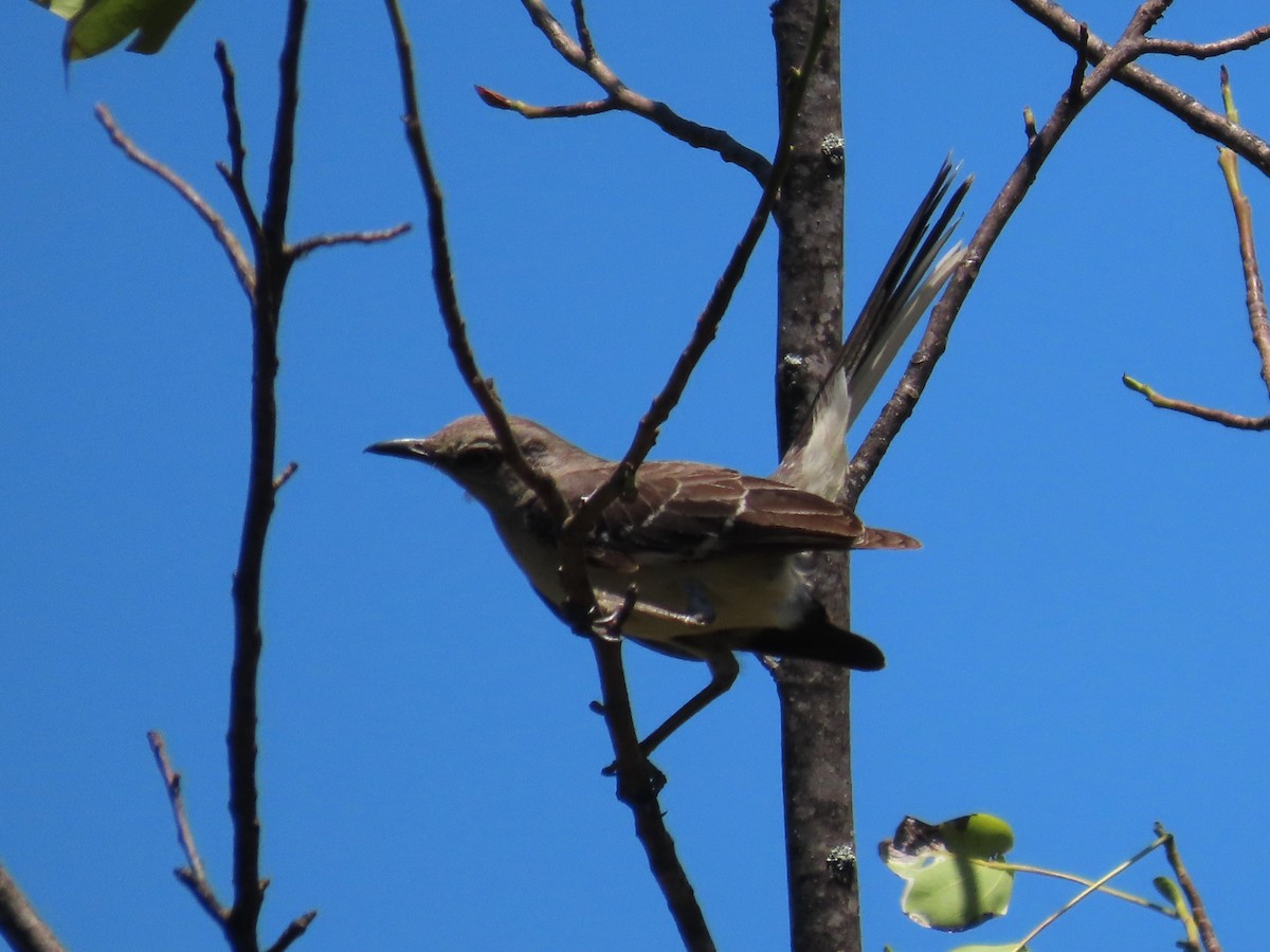 Northern Mockingbird - ML621177184