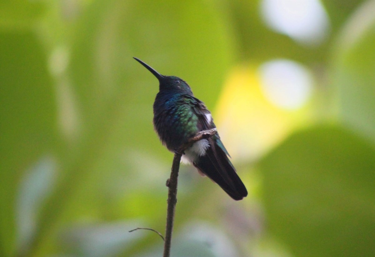 kolibřík lesklý - ML621177210
