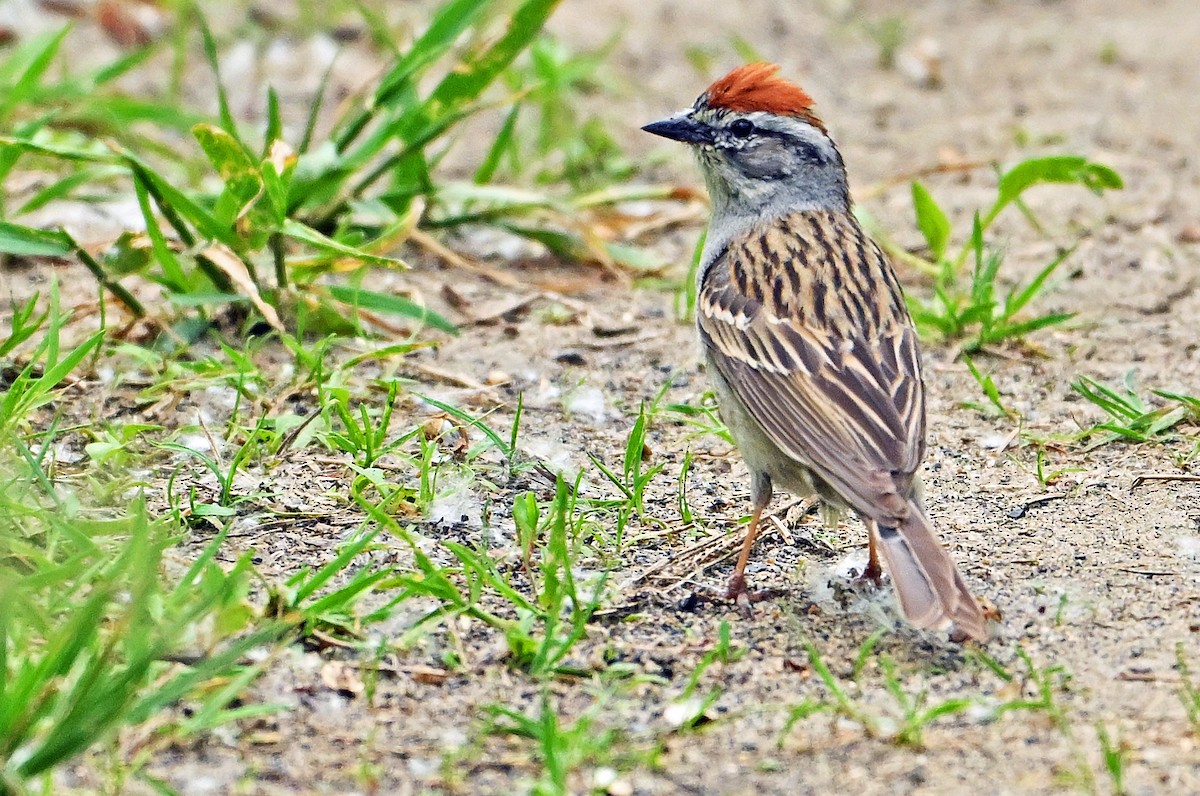 Chipping Sparrow - ML621177243