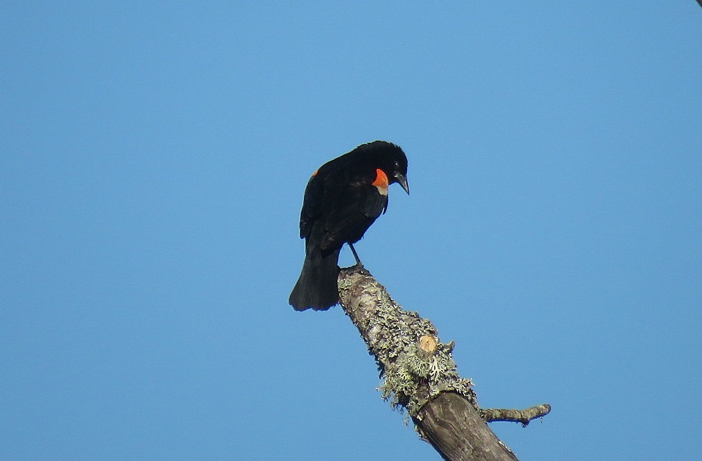 Red-winged Blackbird - ML621177258