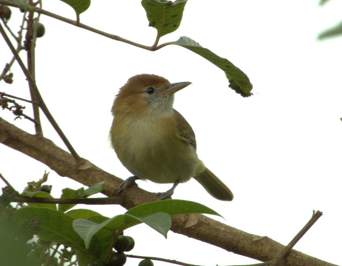 Rufous-naped Greenlet - ML621177288