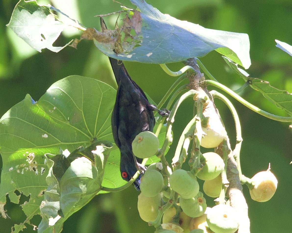 Metallic Starling - ML621177299