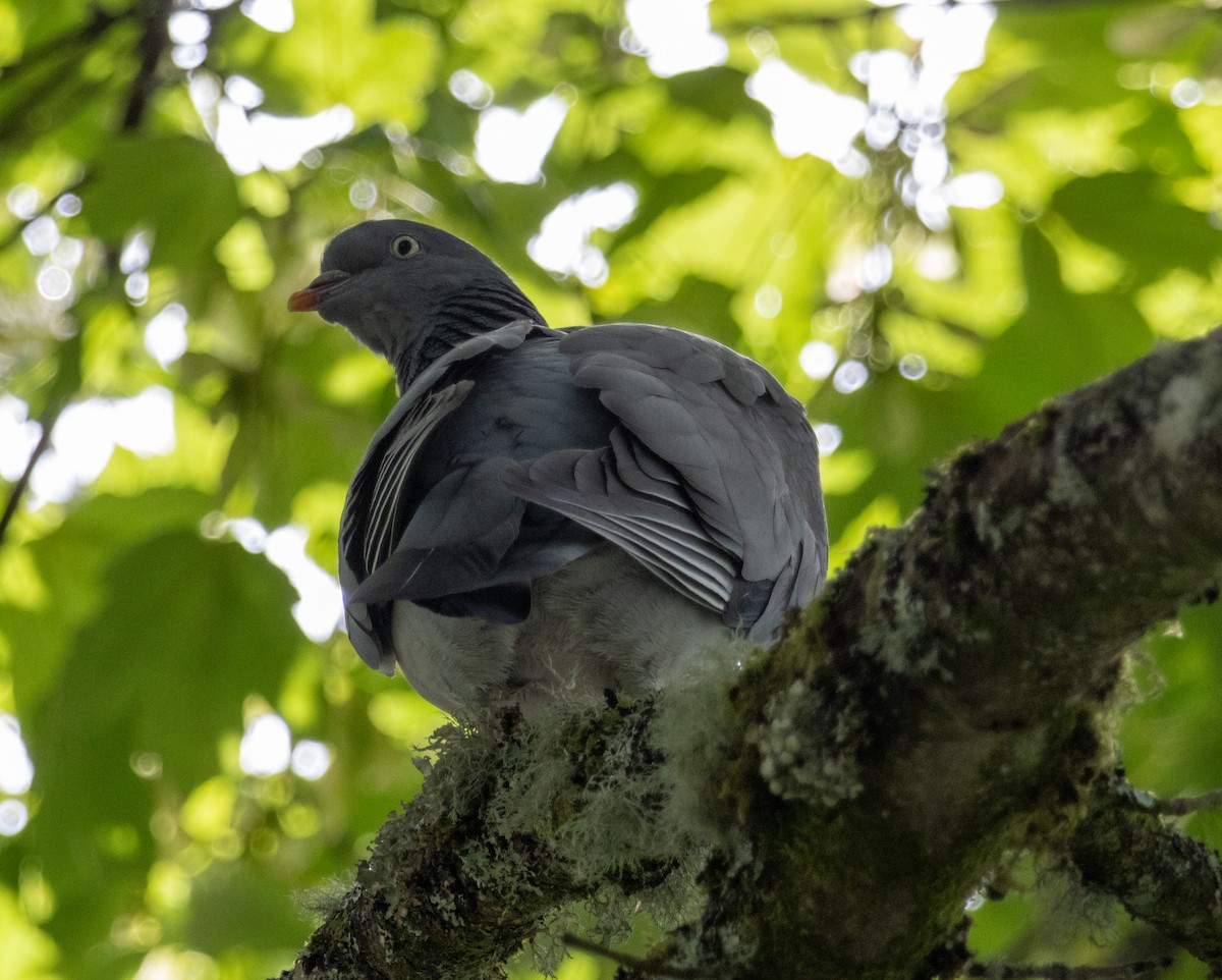 Common Wood-Pigeon - ML621177310