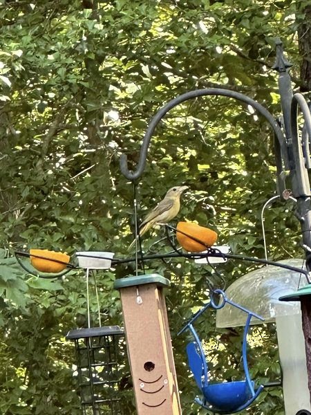 Summer Tanager - ML621177393