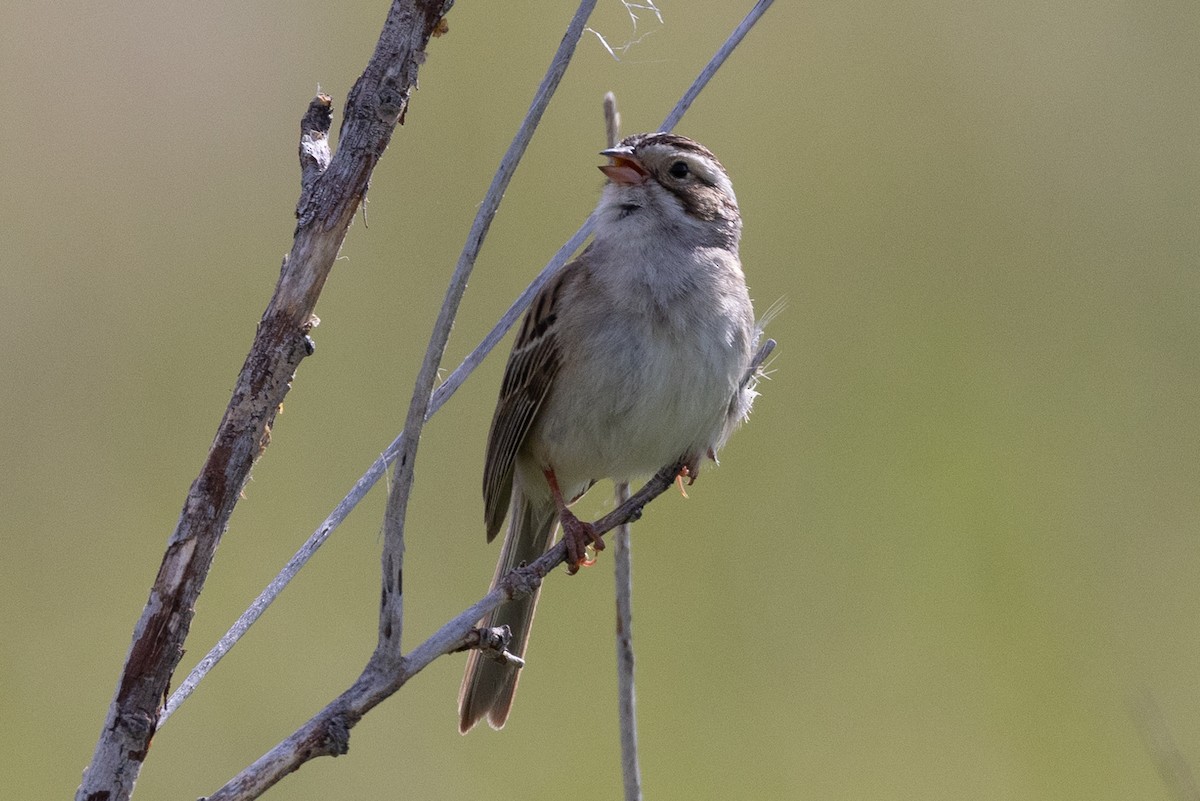 Clay-colored Sparrow - ML621177402