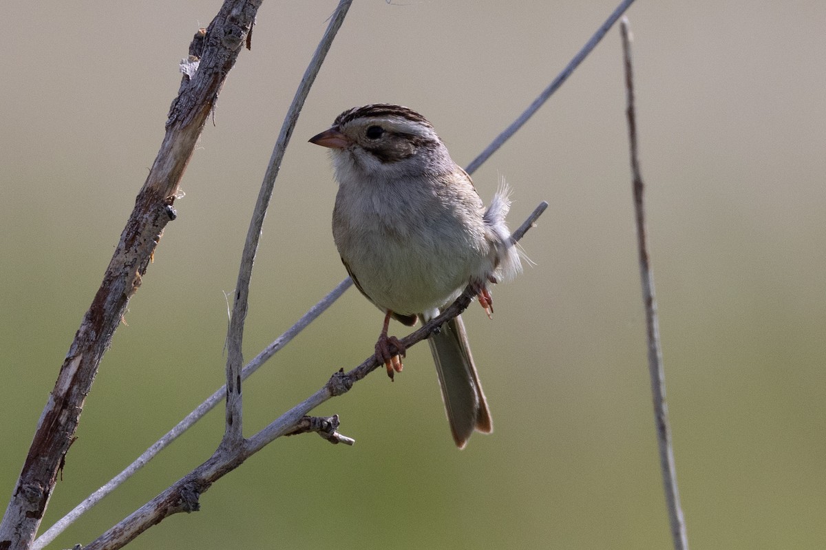 Clay-colored Sparrow - ML621177403