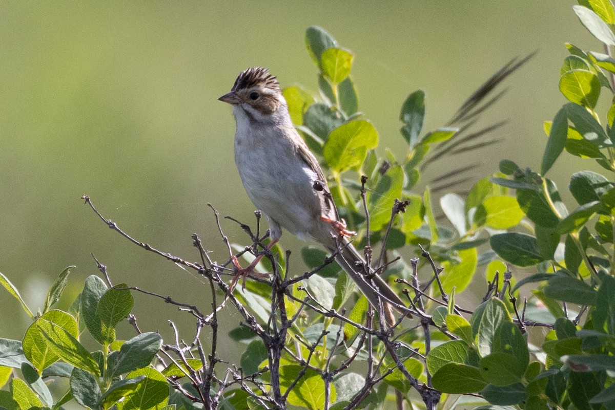 Clay-colored Sparrow - ML621177404