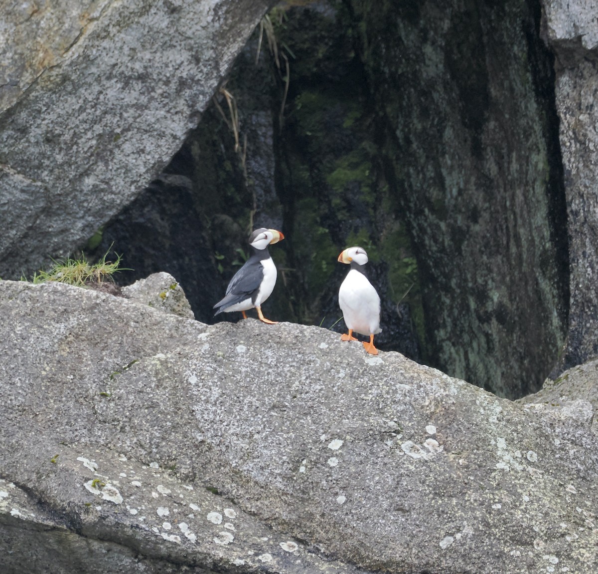 Horned Puffin - ML621177414