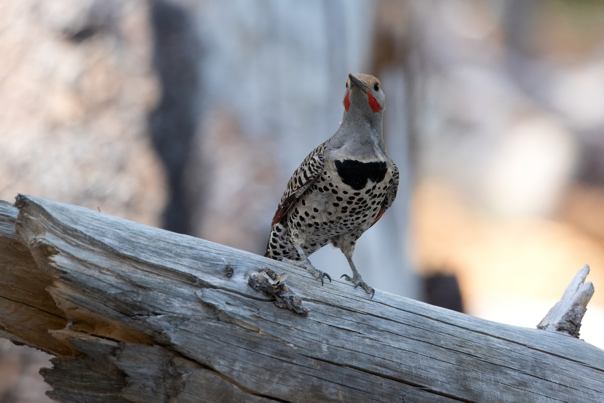 Northern Flicker (Red-shafted) - ML621177418
