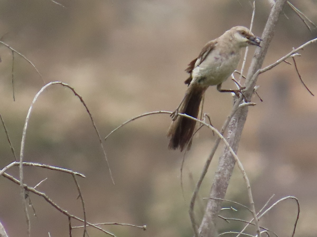 Northern Mockingbird - ML621177451