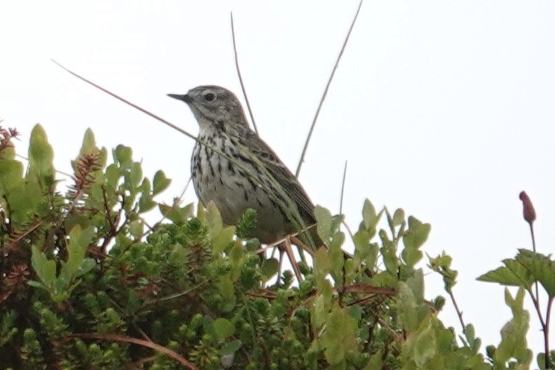 Meadow Pipit - ML621177459