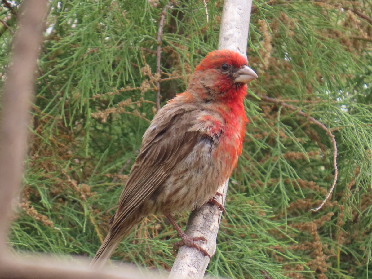 House Finch - ML621177467