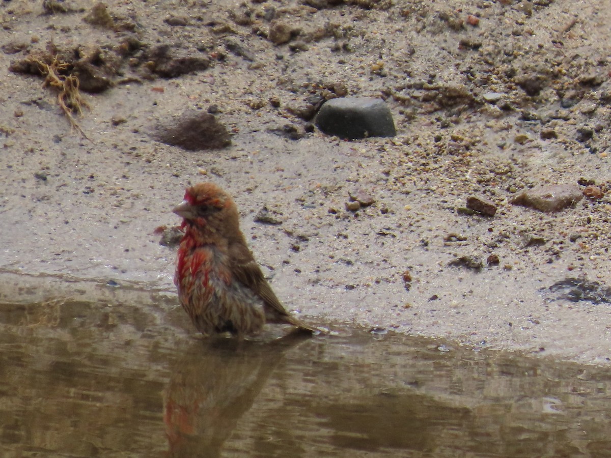 House Finch - ML621177474