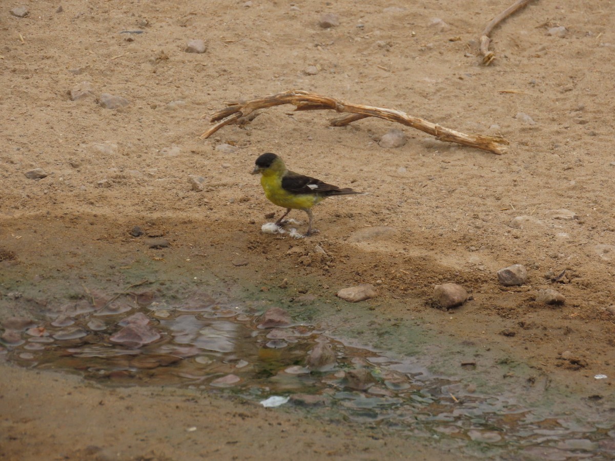 Lesser Goldfinch - ML621177482