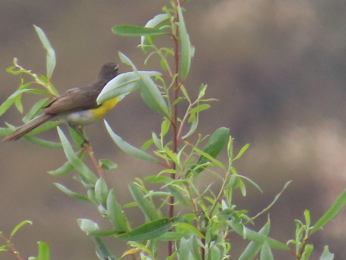 gulbrystparula - ML621177499