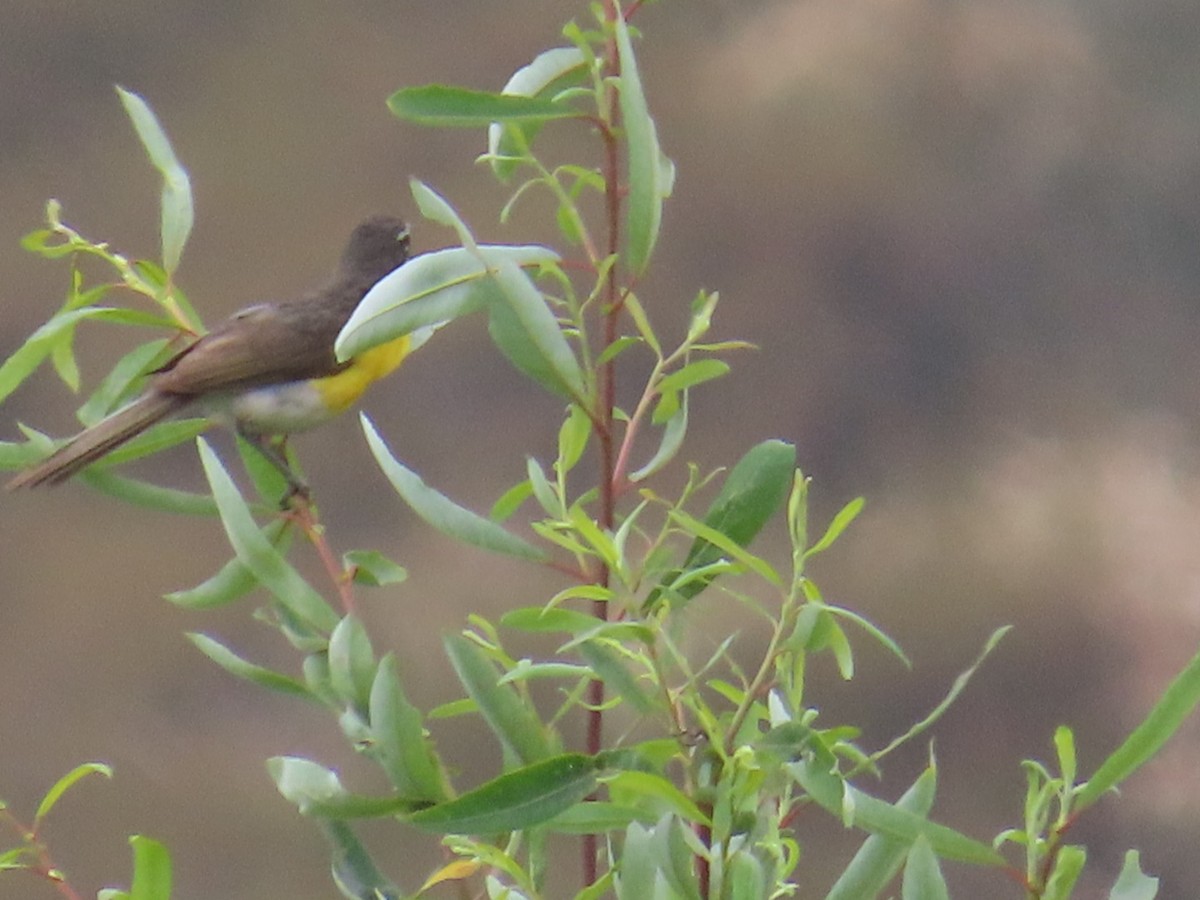 Yellow-breasted Chat - ML621177499