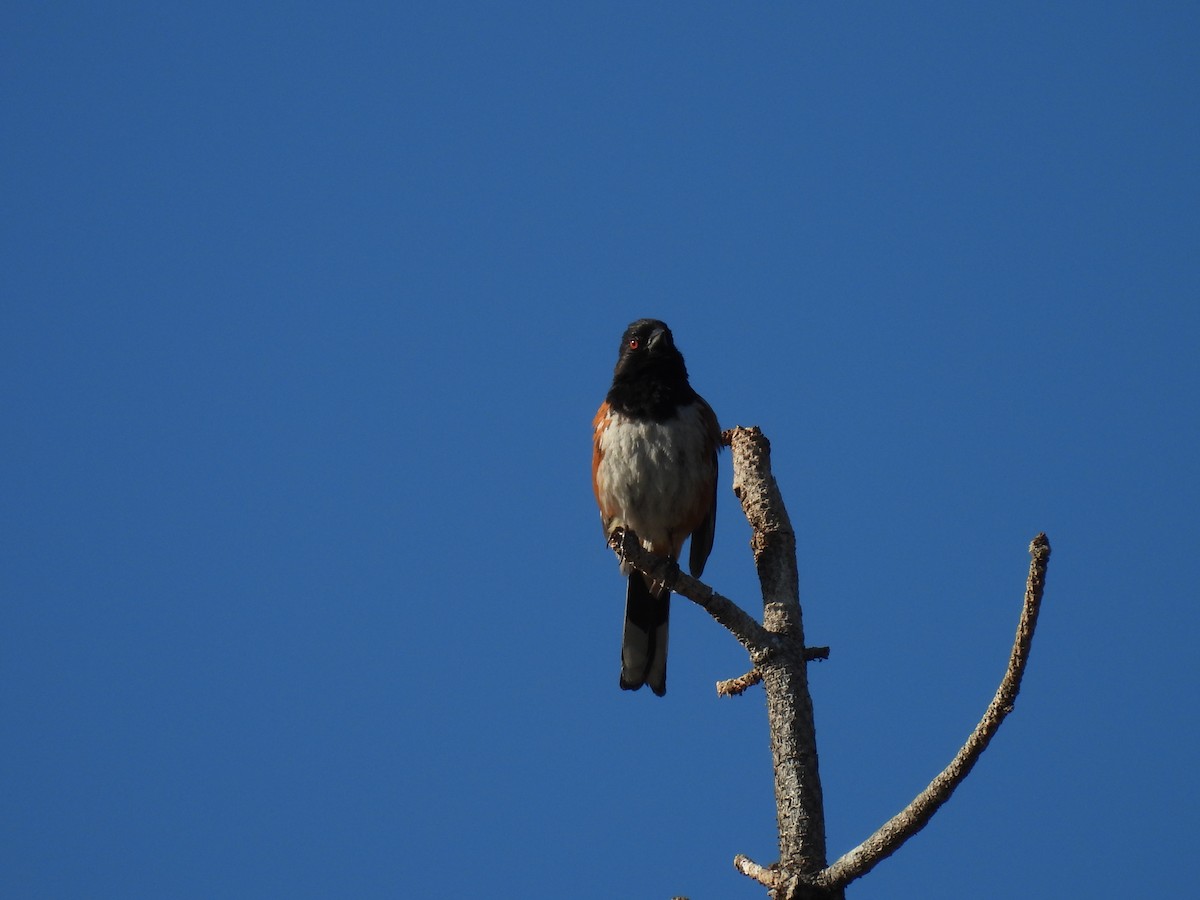 Spotted Towhee - ML621177506
