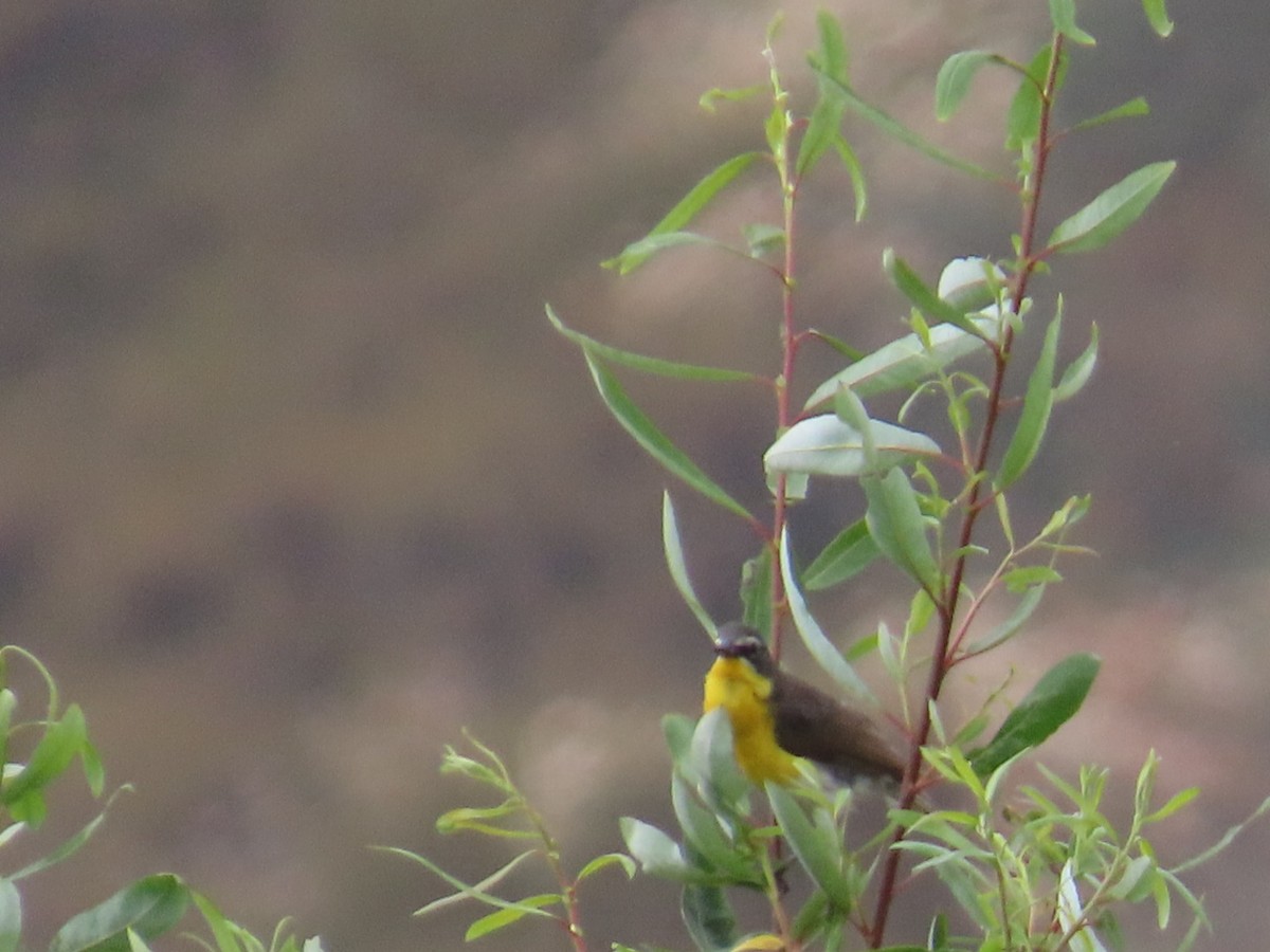 Yellow-breasted Chat - ML621177507