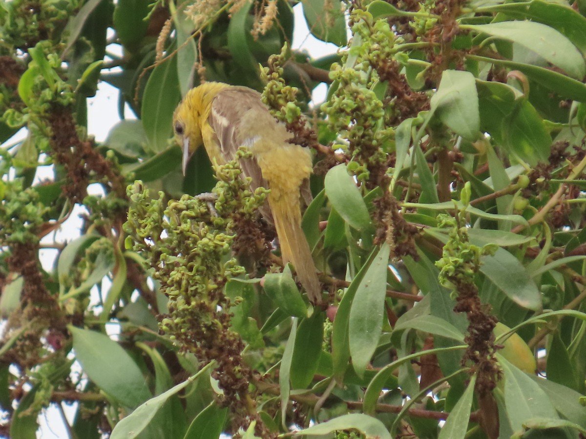 Hooded Oriole - ML621177514