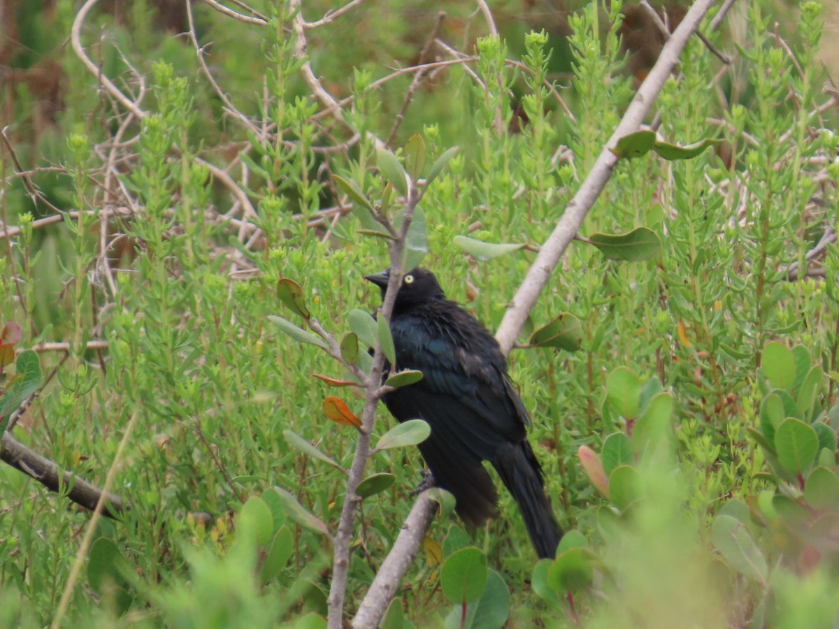 Brewer's Blackbird - ML621177519