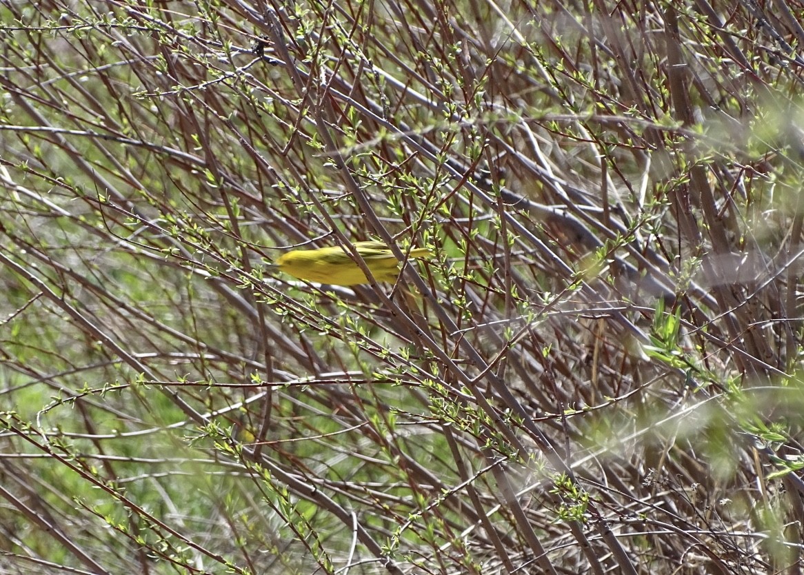 Yellow Warbler - ML621177553