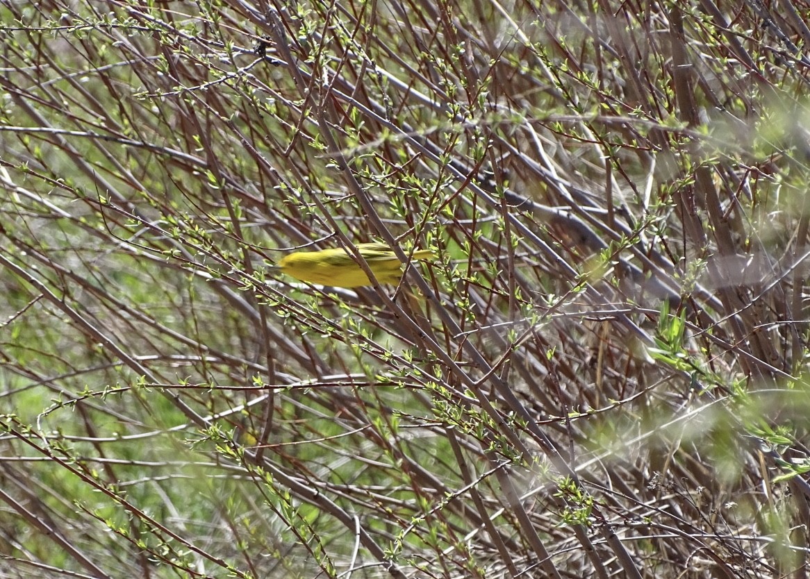 Northern Yellow Warbler - ML621177553