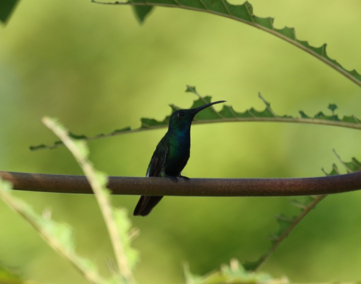 kolibřík panamský - ML621177557