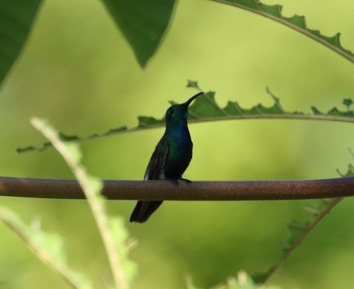 kolibřík panamský - ML621177559