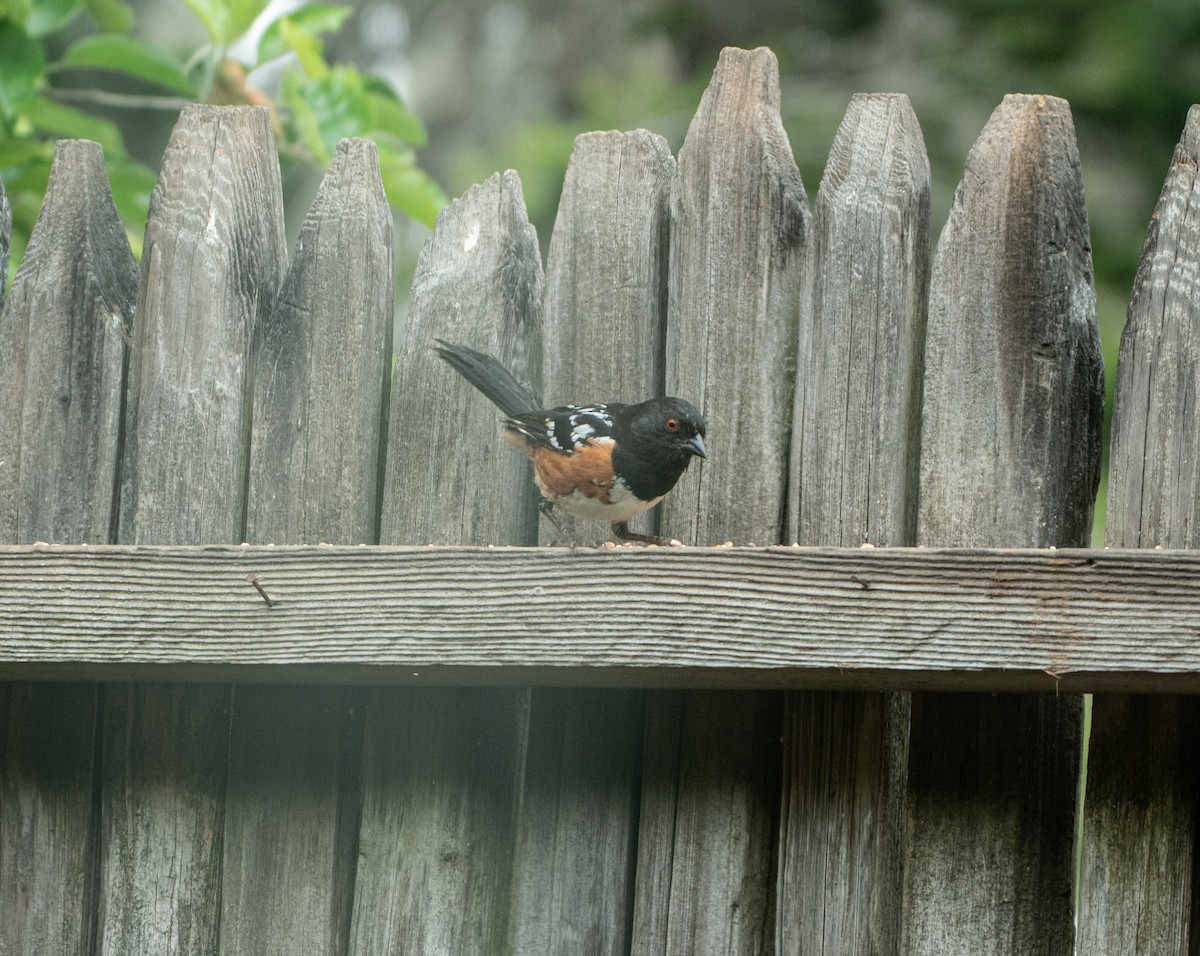 Spotted Towhee - ML621177566